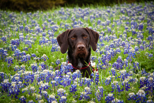 Allergy Season for Dogs: How to Spot the Signs and Keep Your Pup Comfortable