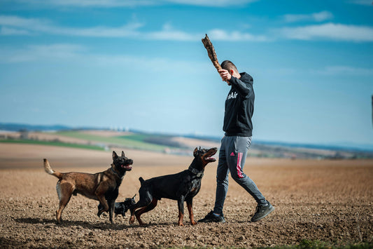 Beyond Sit and Recall: Fun Trick Training Ideas to Challenge Your Dog