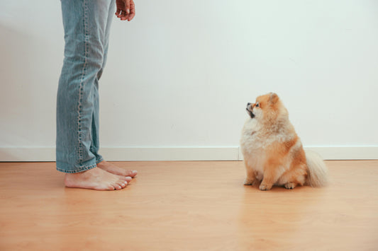 Building a Better Human-Dog Communication System