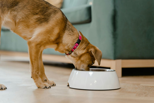 Choosing the Right Food: Puppy vs Adult vs Senior Diets