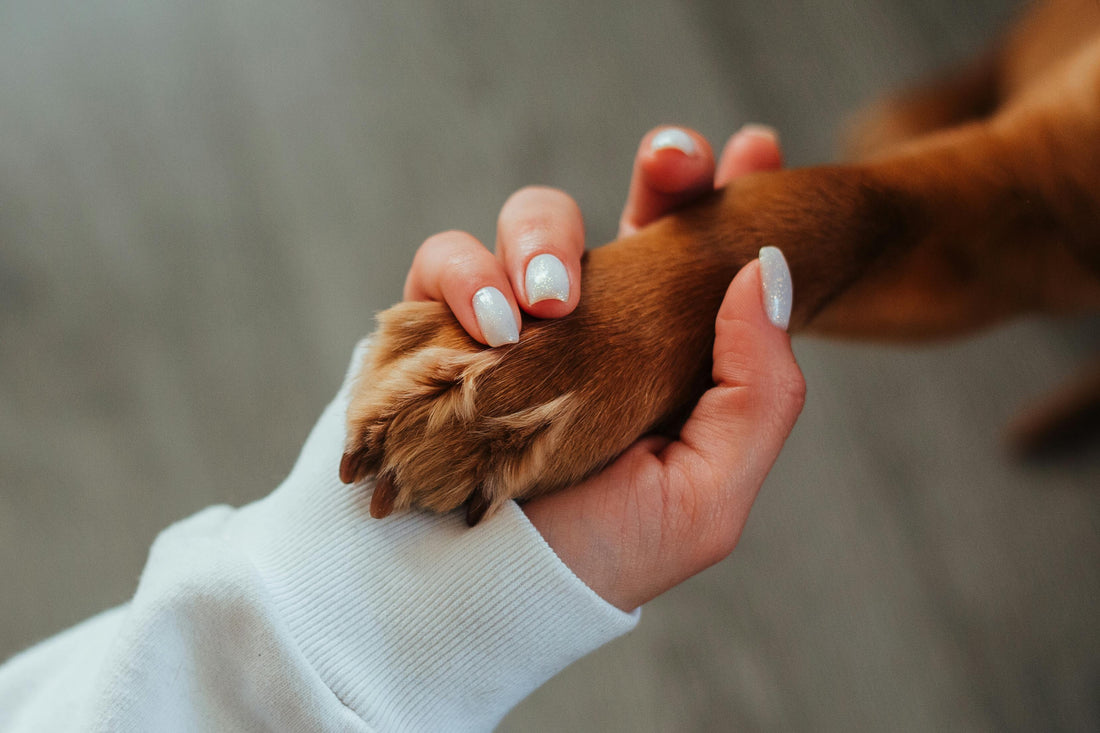 Common Mistakes New Dog Owners Make and How to Avoid Them
