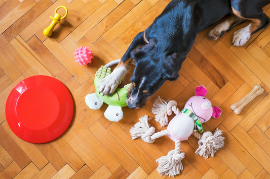 DIY Dog Enrichment: Games and Toys for Mental Stimulation