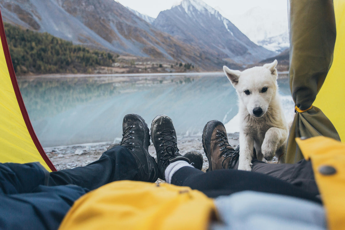 Dog-Friendly Adventures: Hiking, Camping, and Beach Trips