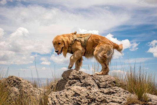 Dog Adventure Ideas: Fun Ways to Explore Together