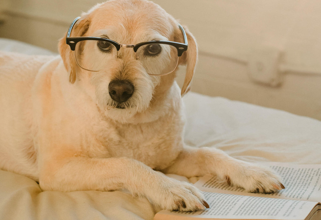 Dog Behaviour Myths: Debunking Common Misconceptions
