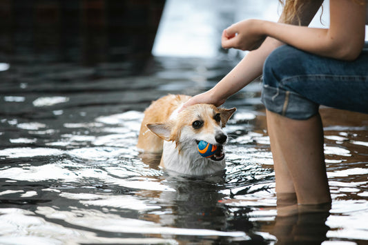 Eco-Friendly Dog Ownership: Sustainable Toys, Food, and Care