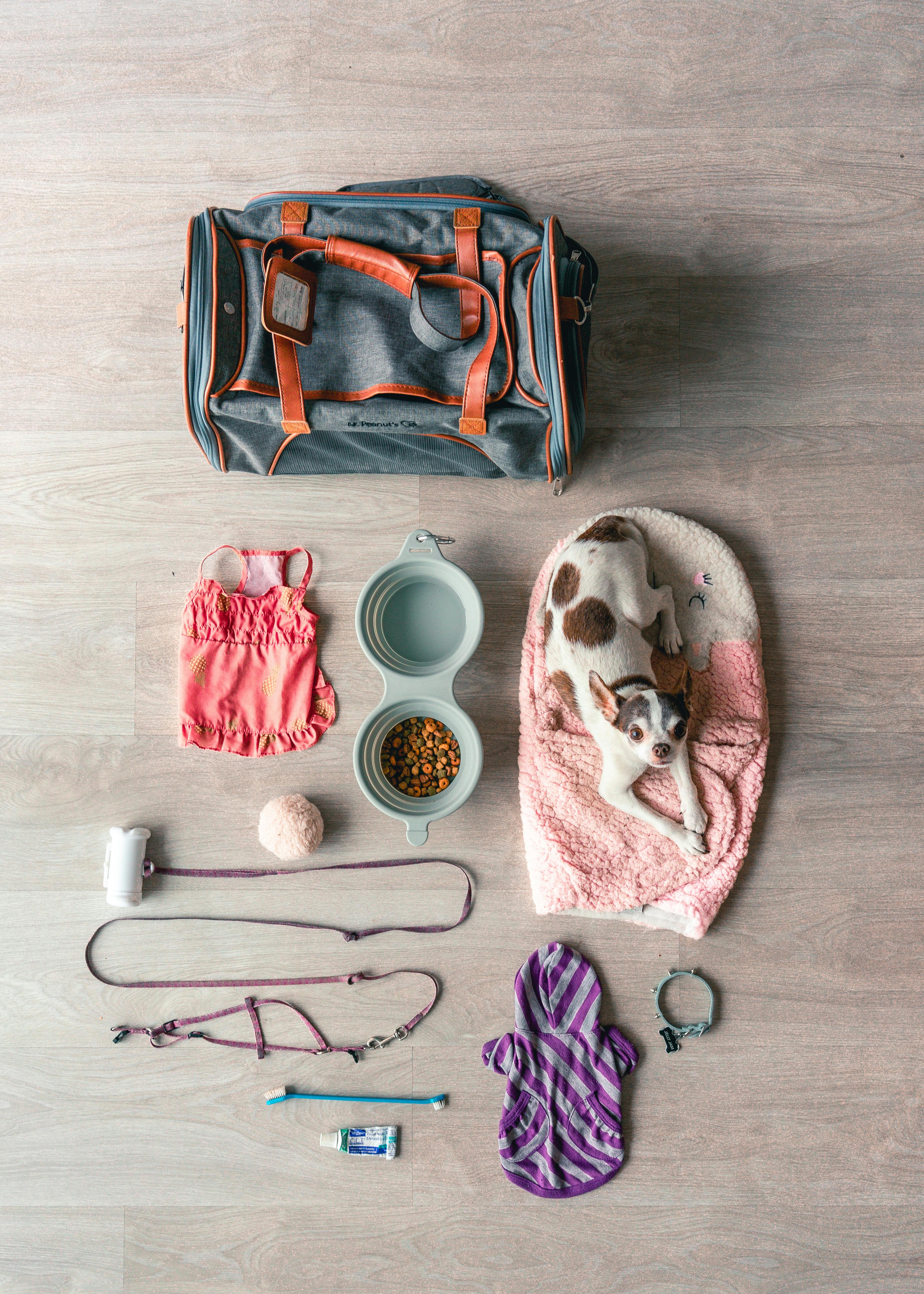 Essential Supplies Checklist: What Every New Dog Owner Needs – Howel