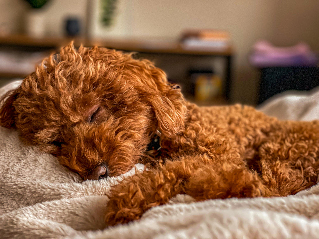 First Days at Home: How to Settle Your New Dog Comfortably