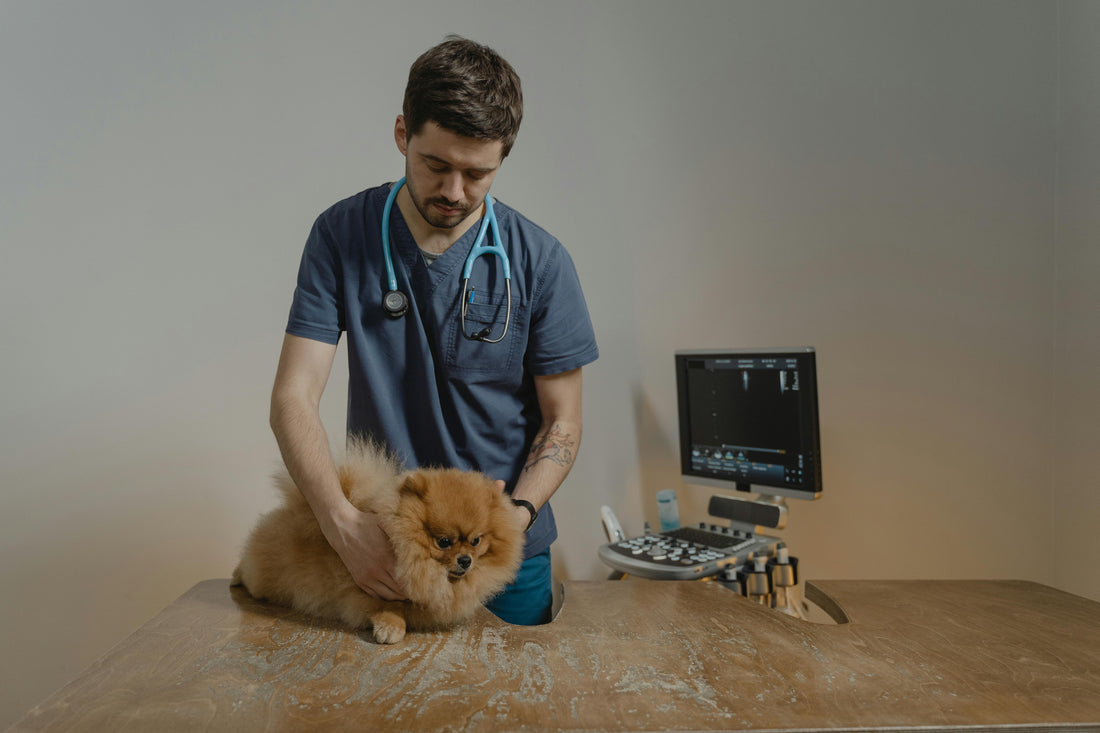 First Vet Visit: What to Expect and Questions to Ask