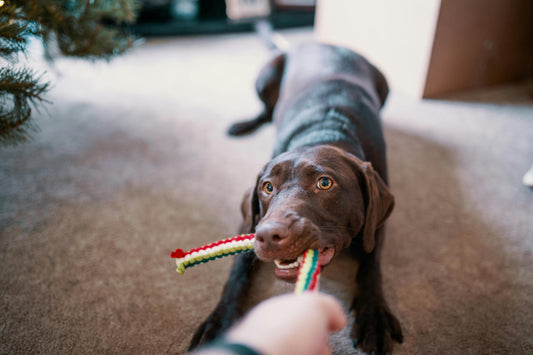 Fun DIY Training Games That Build Focus and Calm in Dogs