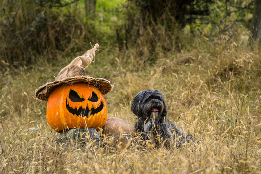 Holiday Safety Tips: Christmas, Halloween, Fireworks, and More