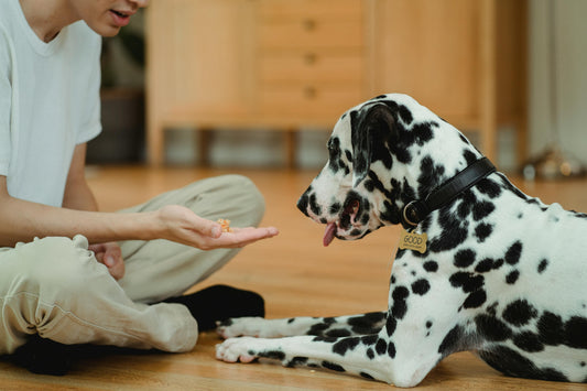 How Training Strengthens Your Bond With Your Dog