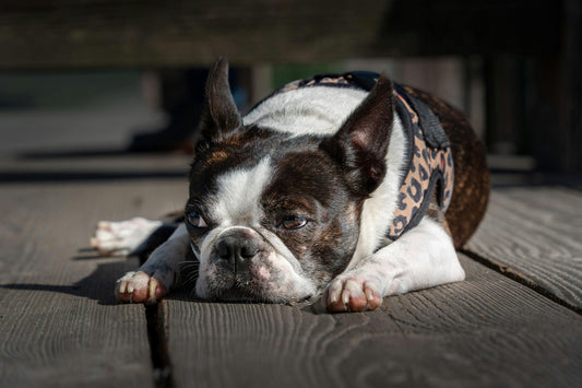 How to Prevent Training Burnout (For You and Your Dog)