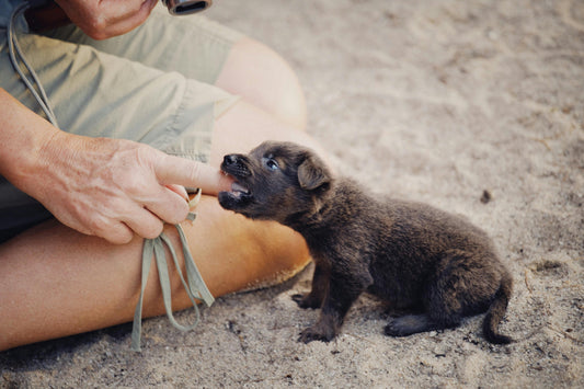 How to Transition Training From Puppy to Adult Dog: Keeping Skills Sharp