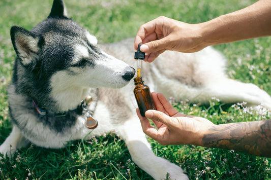 Nutrition Deep Dive: Understanding Ingredients and Supplements for Your Dog