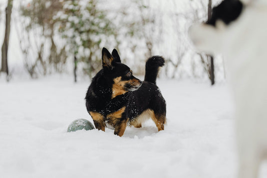 Seasonal Care: Keeping Your Dog Safe in Summer and Winter