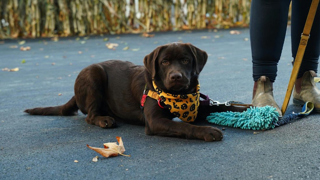 Seasonal Training Challenges: Smart Strategies to Keep Your Dog Focused All Year