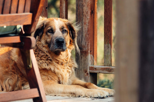 Senior Dog Care: How to Keep Older Dogs Comfortable and Happy
