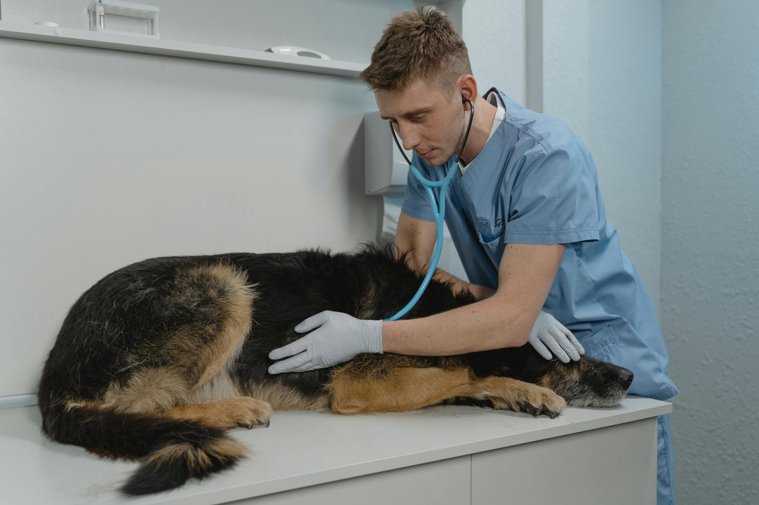 Spotting Health Issues Early: Subtle Signs Your Dog Needs a Vet