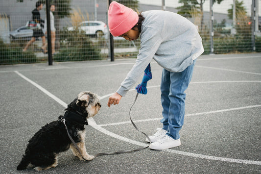 Training Your Dog Anywhere: Tips for Park, Beach, City, and Home