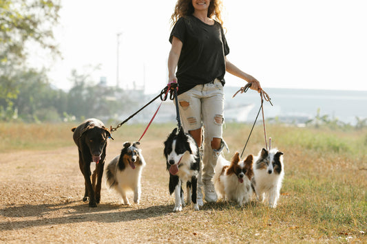 Training for Multi Dog Households: How to Keep the Peace While Making Real Progress