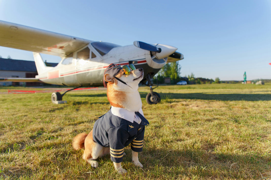 Traveling Abroad with Dogs: Requirements and Tips