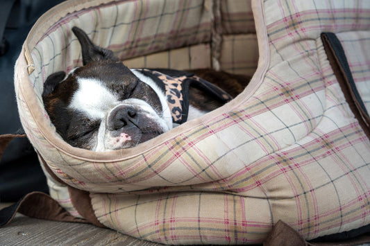 Traveling with Your Dog: Beginner-Friendly Tips