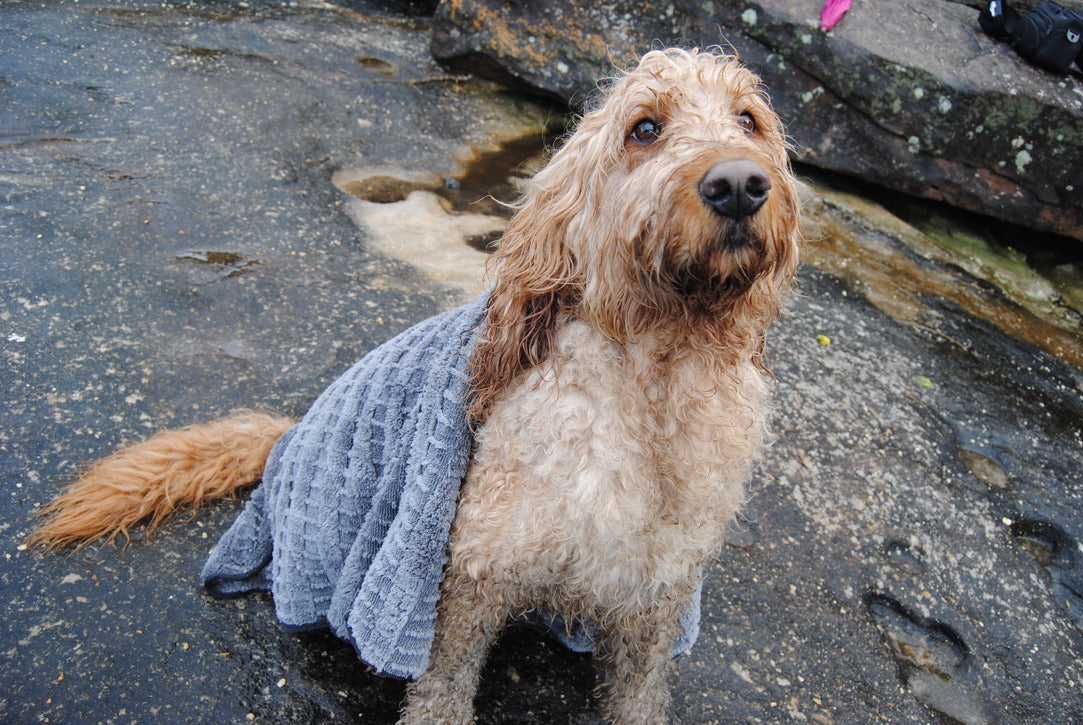 Why Using Dog-Specific Towels Makes a Bigger Difference Than You Think