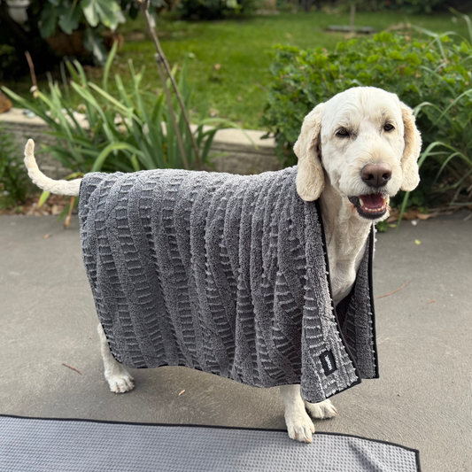 Large dog drying with super absorbent dog towel