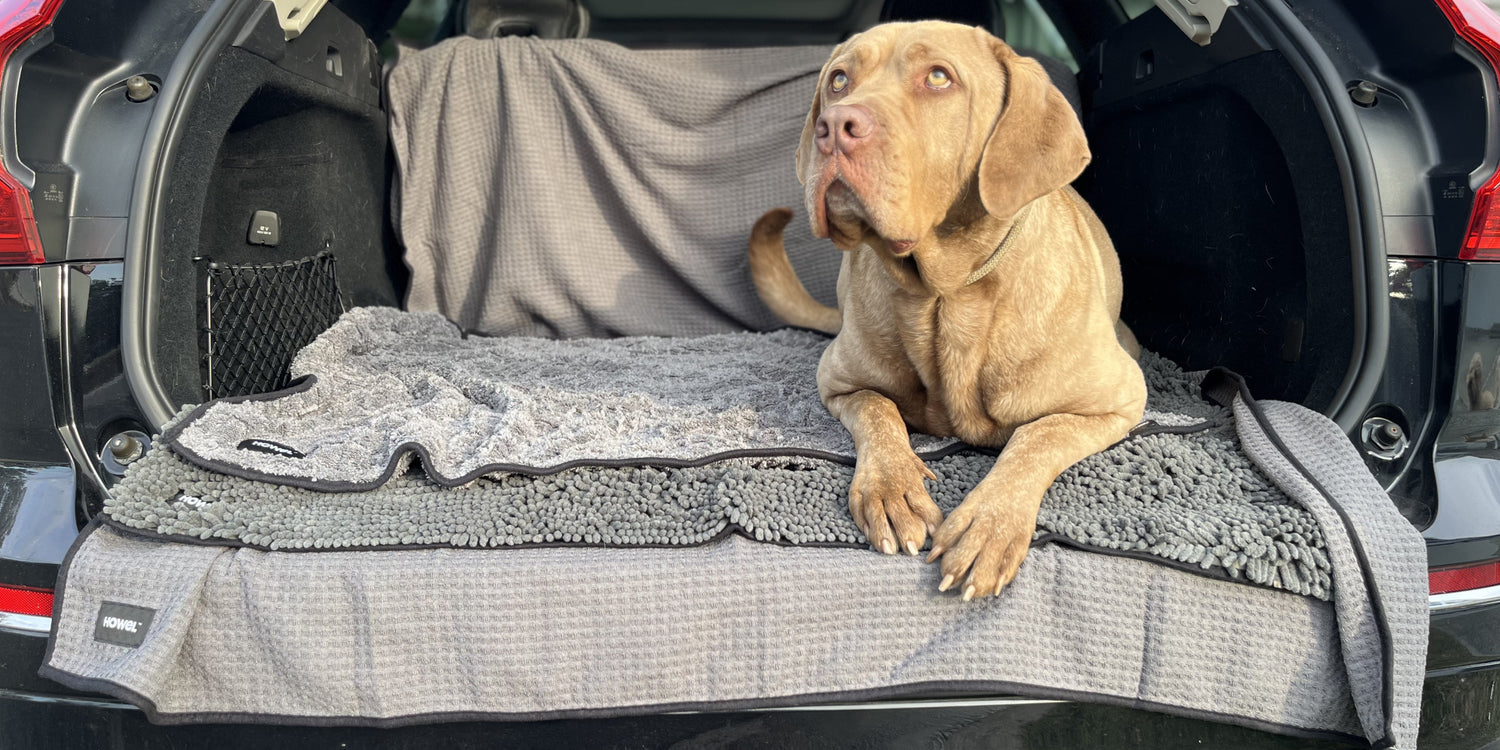 Dog sitting on a Howel Towels in the back of a car
